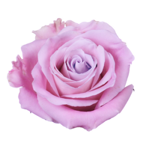 Faith-Light Pink Rose-Virgin-Farms