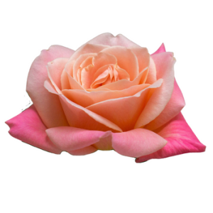 Miss PIggy Pink Roses Virgin Farms