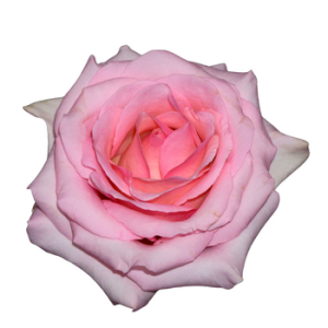 Nena-Pink Rose-Virgin-Farms
