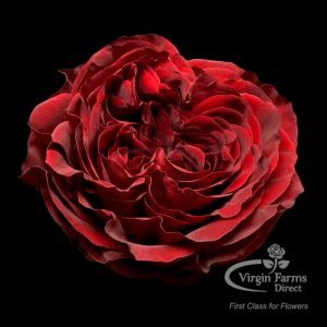 Mayra's Red Garden Rose