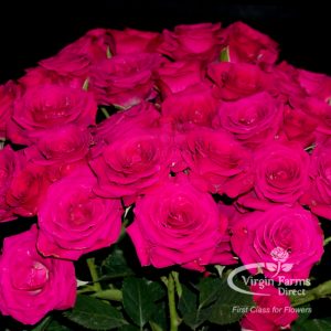 Spray Rose Hot Pink