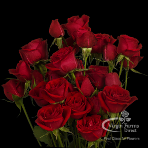 Red Spray Rose